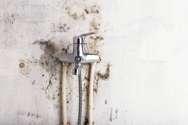 Best Mold Remediation Services  in Plum, PA