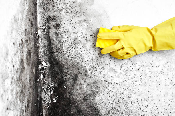 Best Fast Mold Removal  in Plum, PA