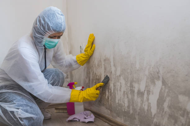 Professional Mold Removal in Plum, PA