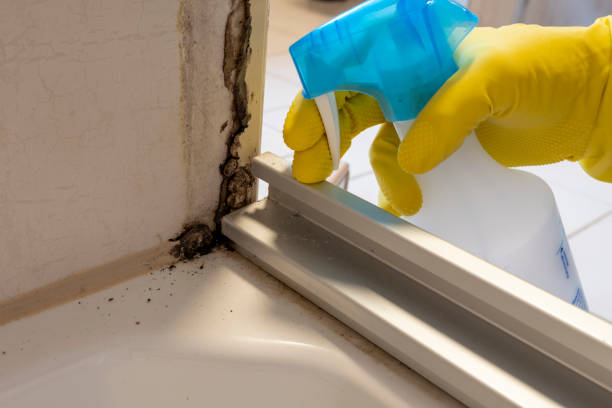 Best Toxic Mold Removal  in Plum, PA