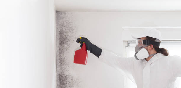 Best Mold Damage Repair  in Plum, PA