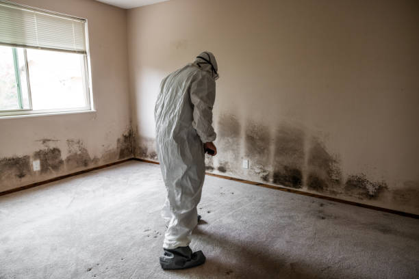 Mold Removal Process in Plum, PA
