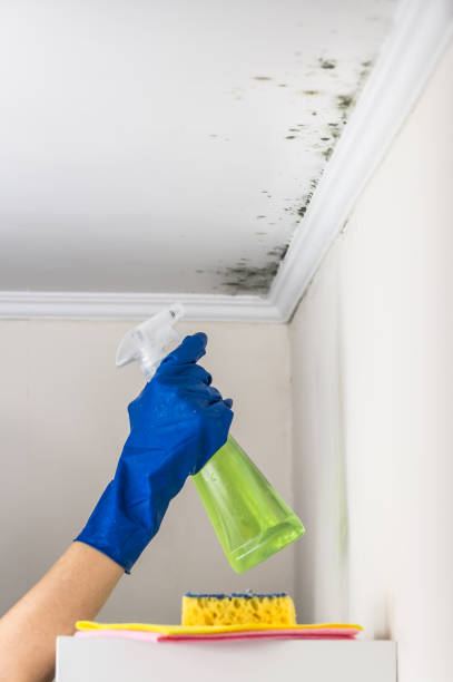 Home Mold Removal in Plum, PA